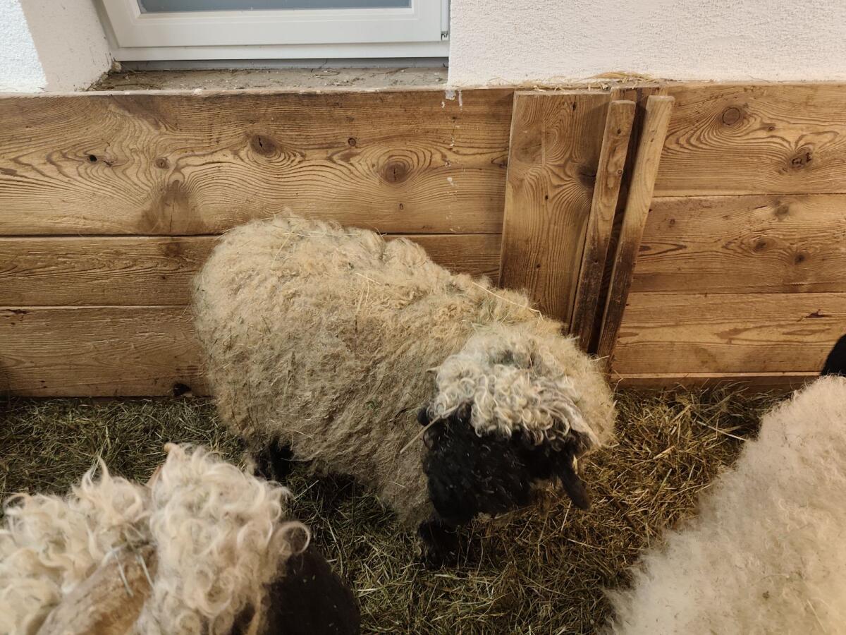 Walliser Schwarznasenschaf 2