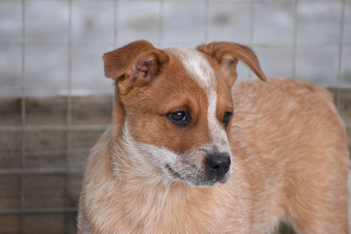 Australian Cattle Dog 3
