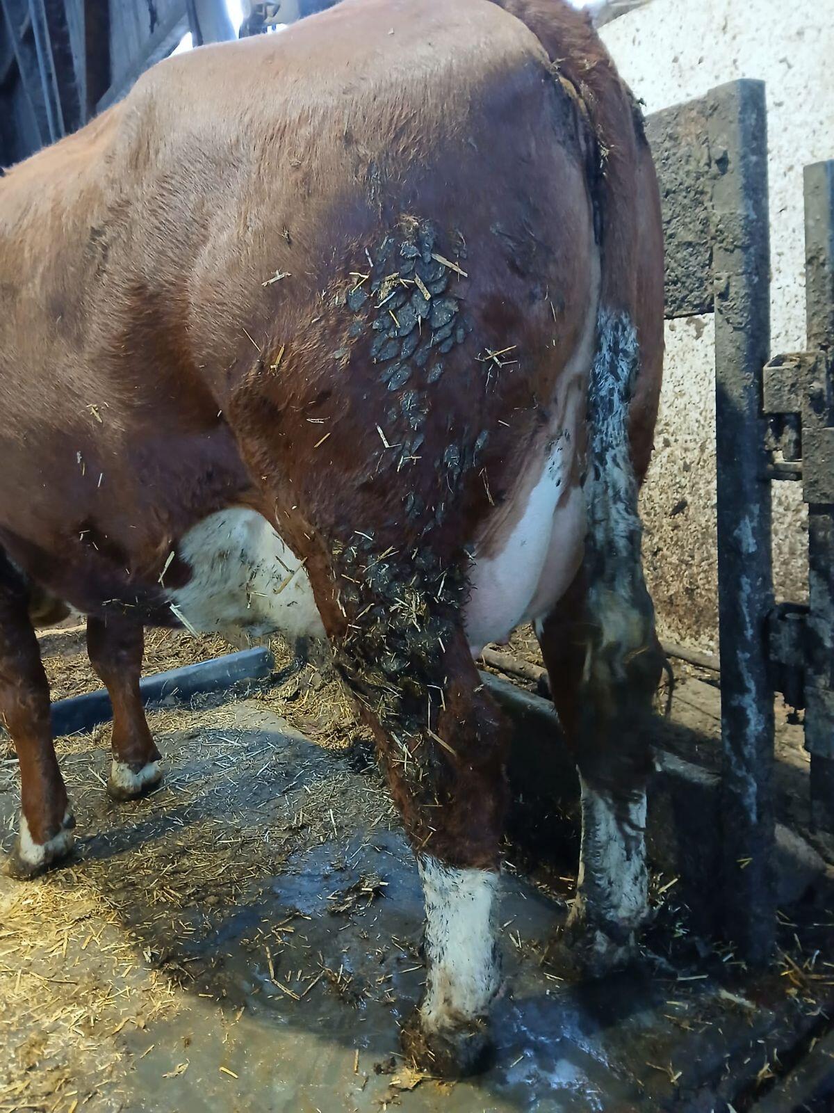 Fleckvieh Erstlingskuh 3