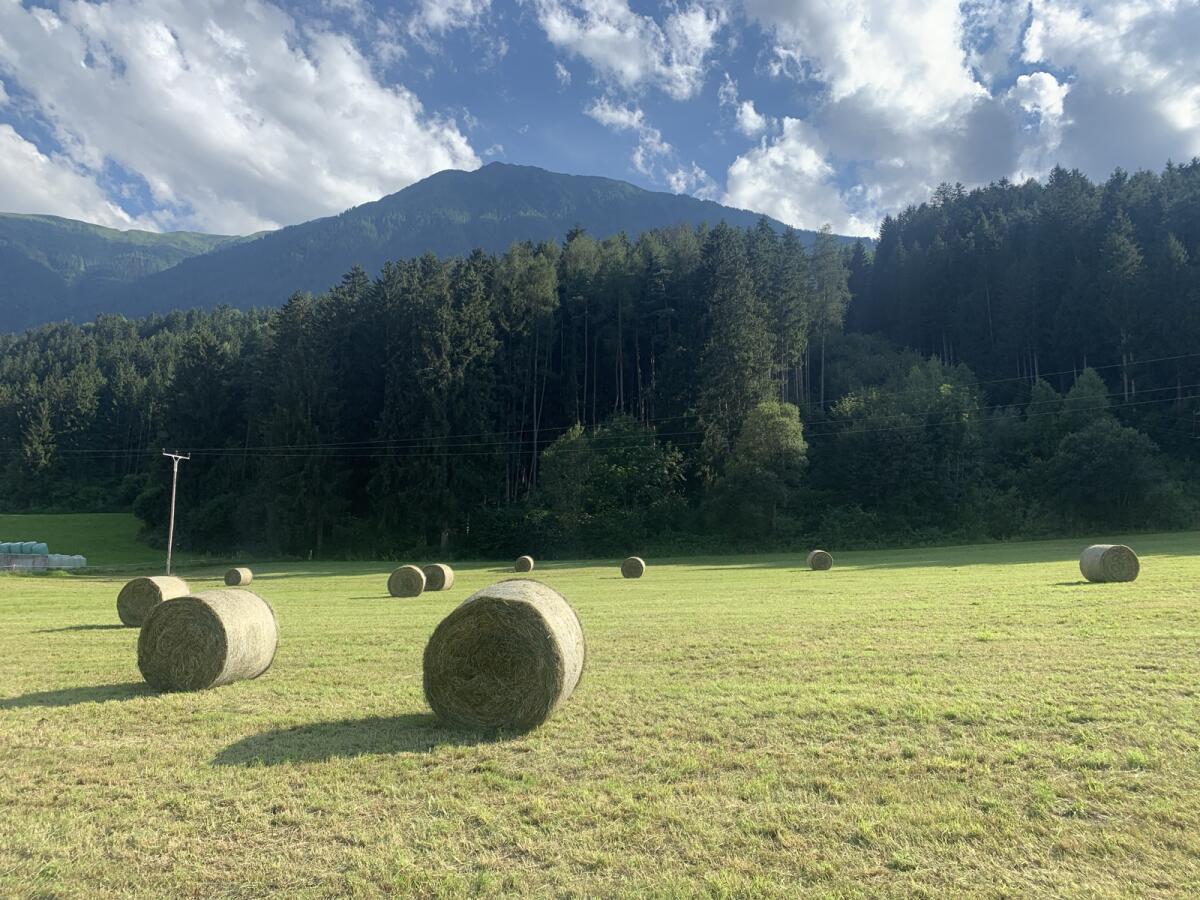 Heu zweiter Schnitt sieben Stück 3
