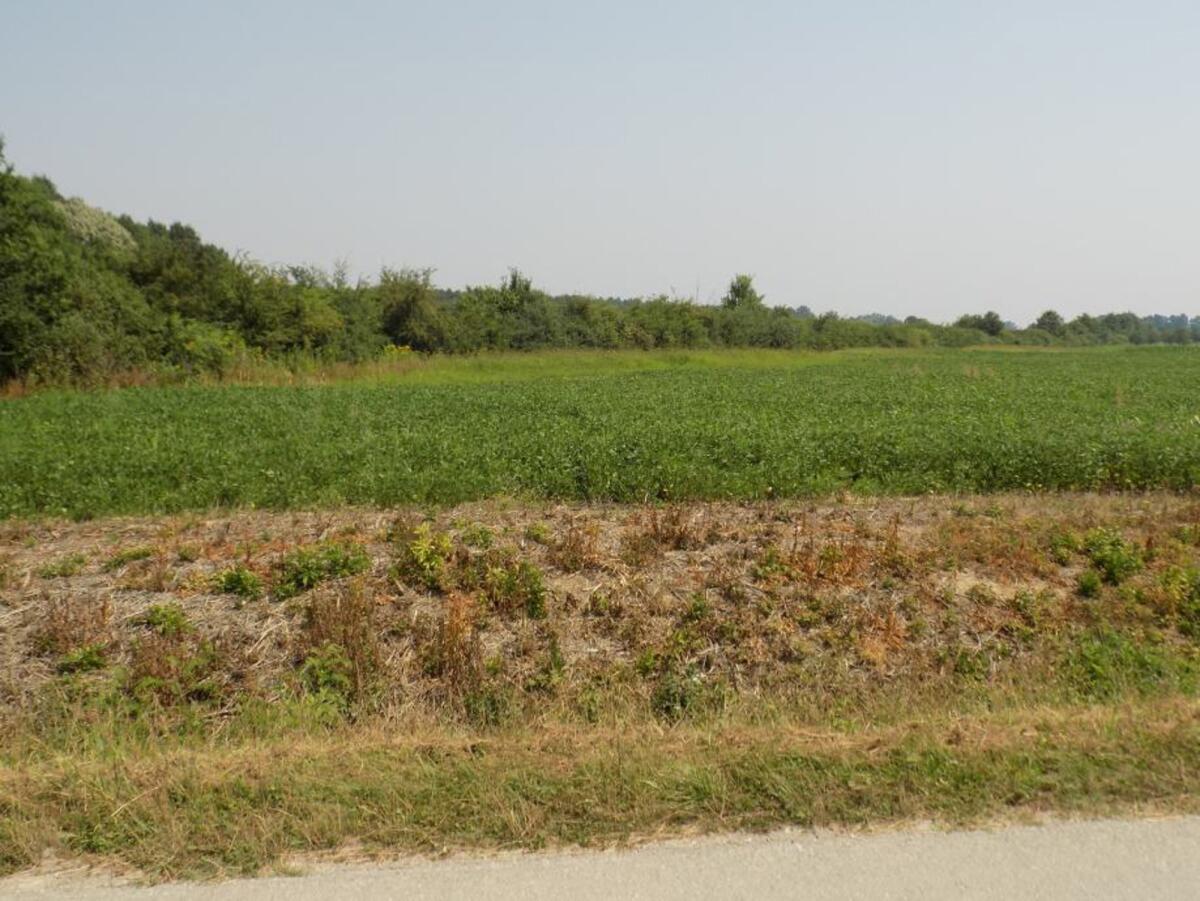 Erstklassiges landwirtschaftliches Land 2