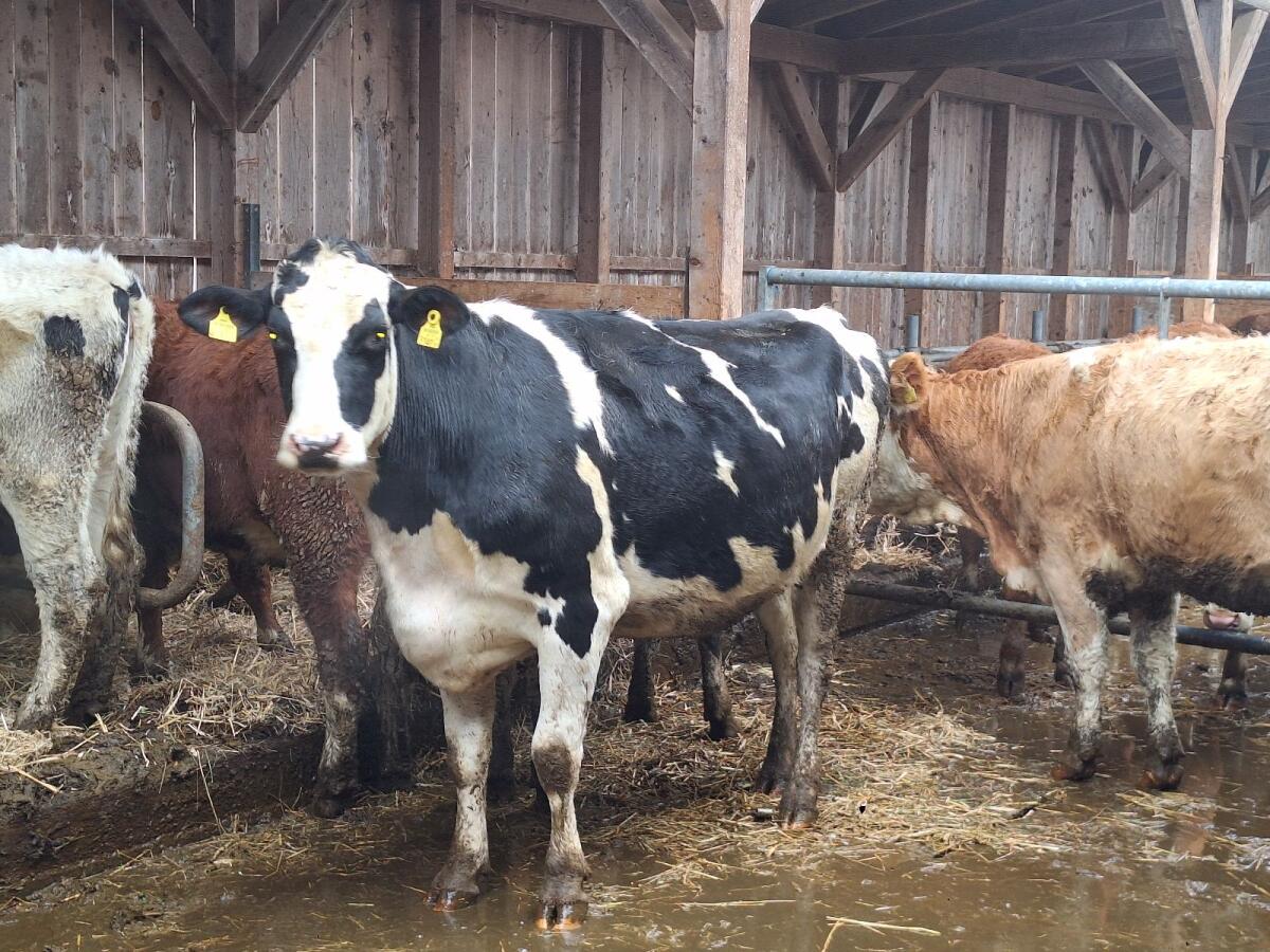 Hochträchtige Bio HF Kalbin zu Verkaufen 2