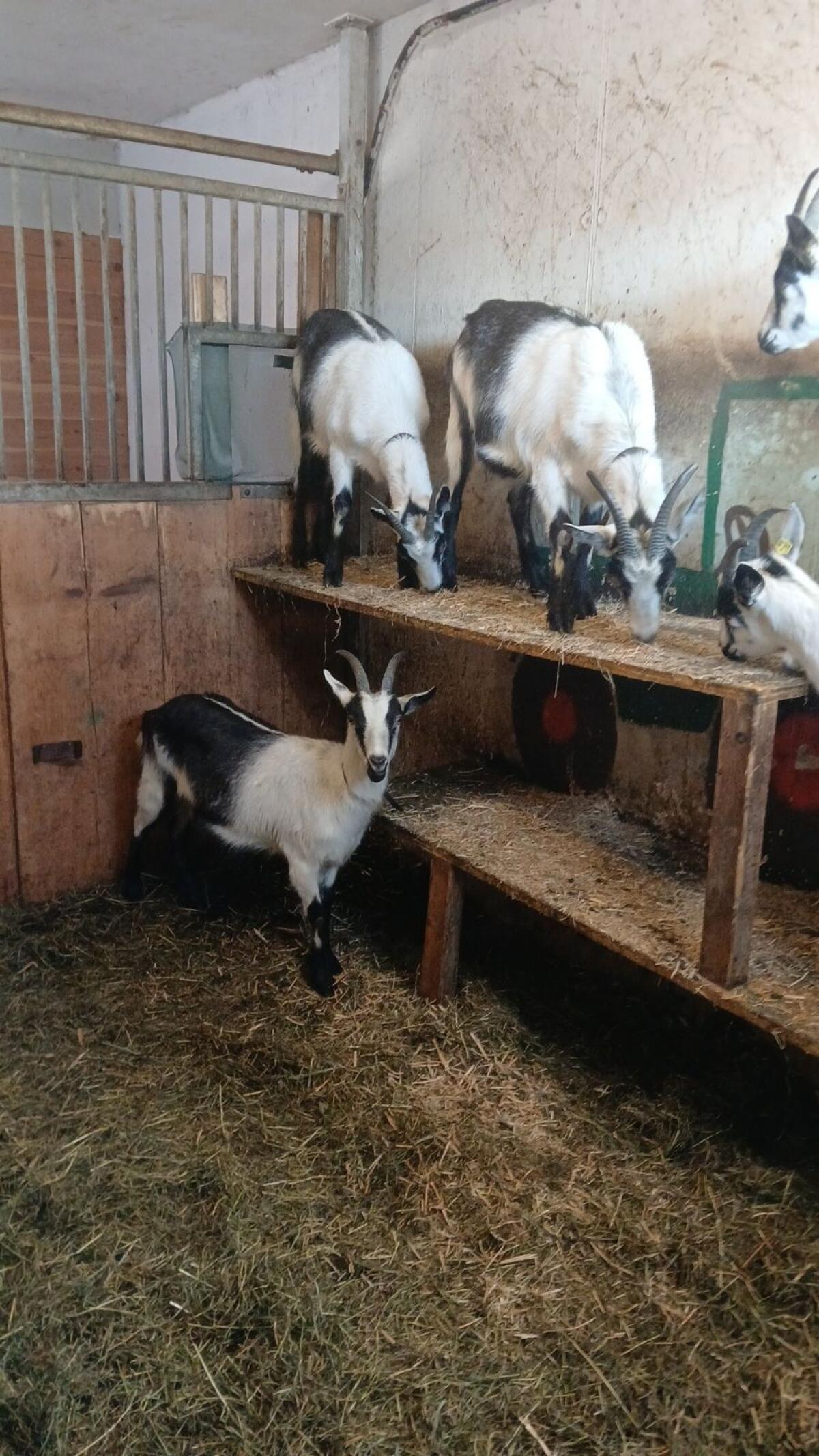 Verkaufe HB Pfauenziegen mit guter Abstammung 2