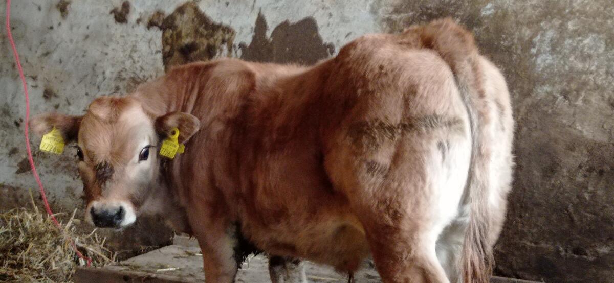 Bio Aubrac Jungstier 2