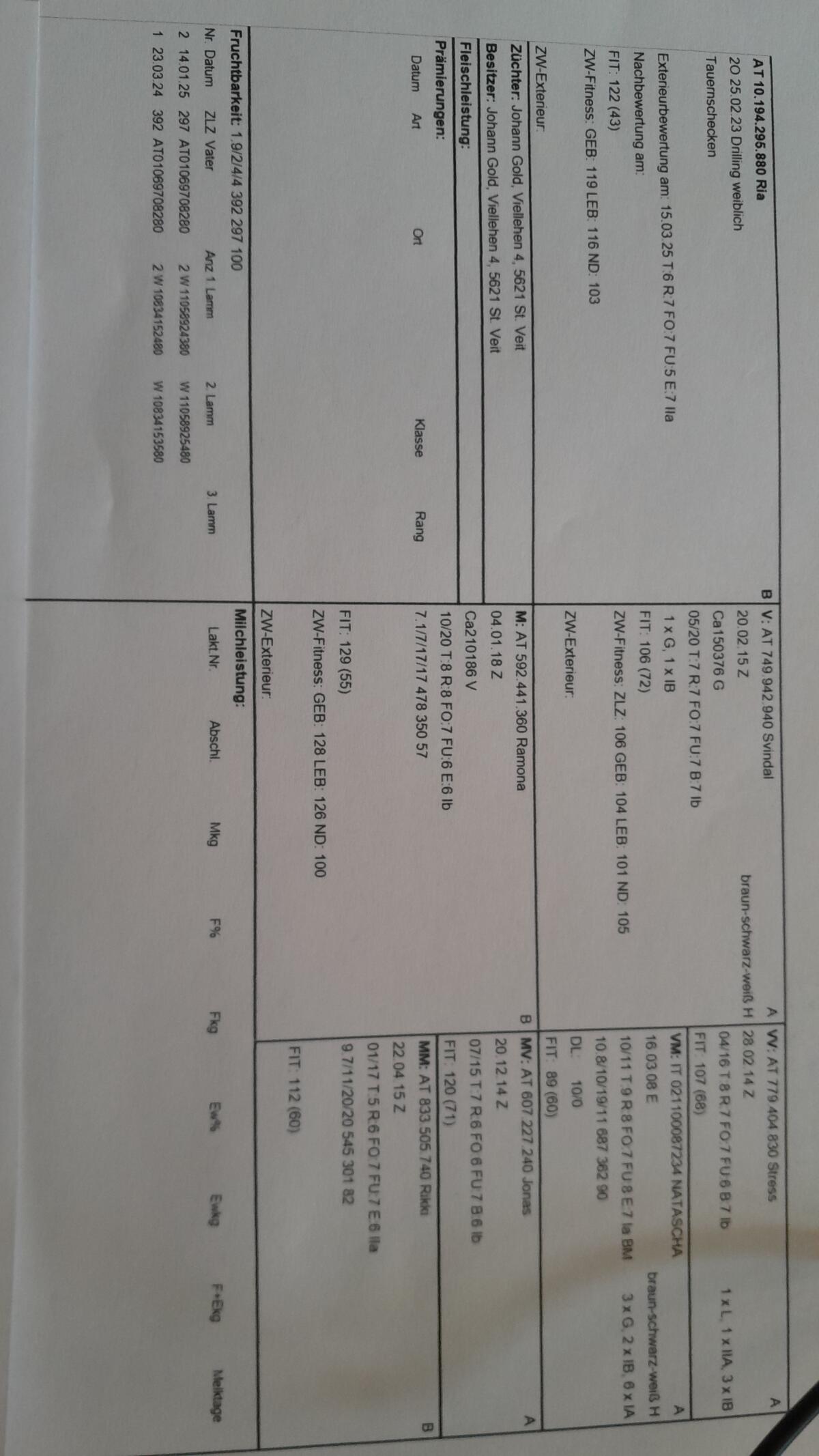 Tauernschecken zu verkaufen 3