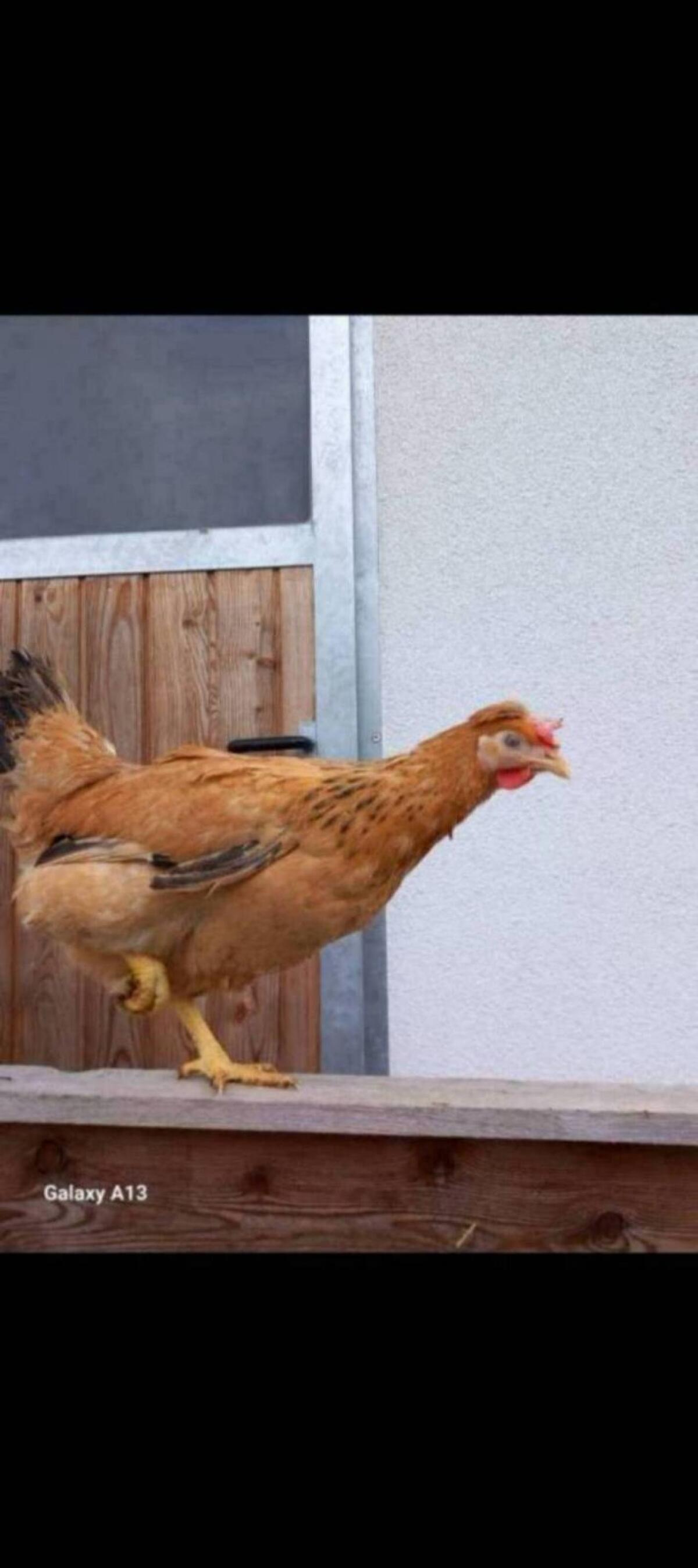 Legehennen Vorbestellung 2