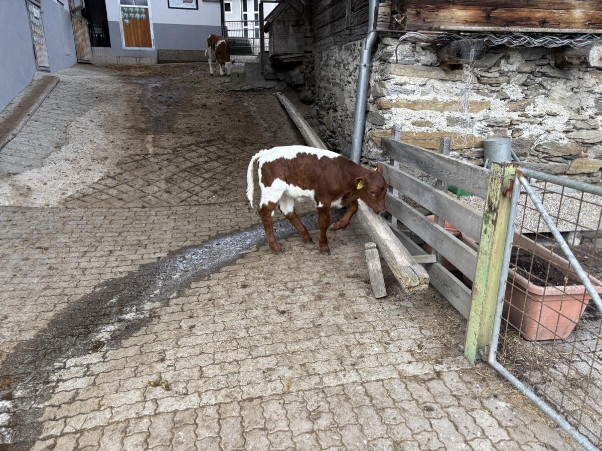 Original Pinzgauer Kuhkalb 3