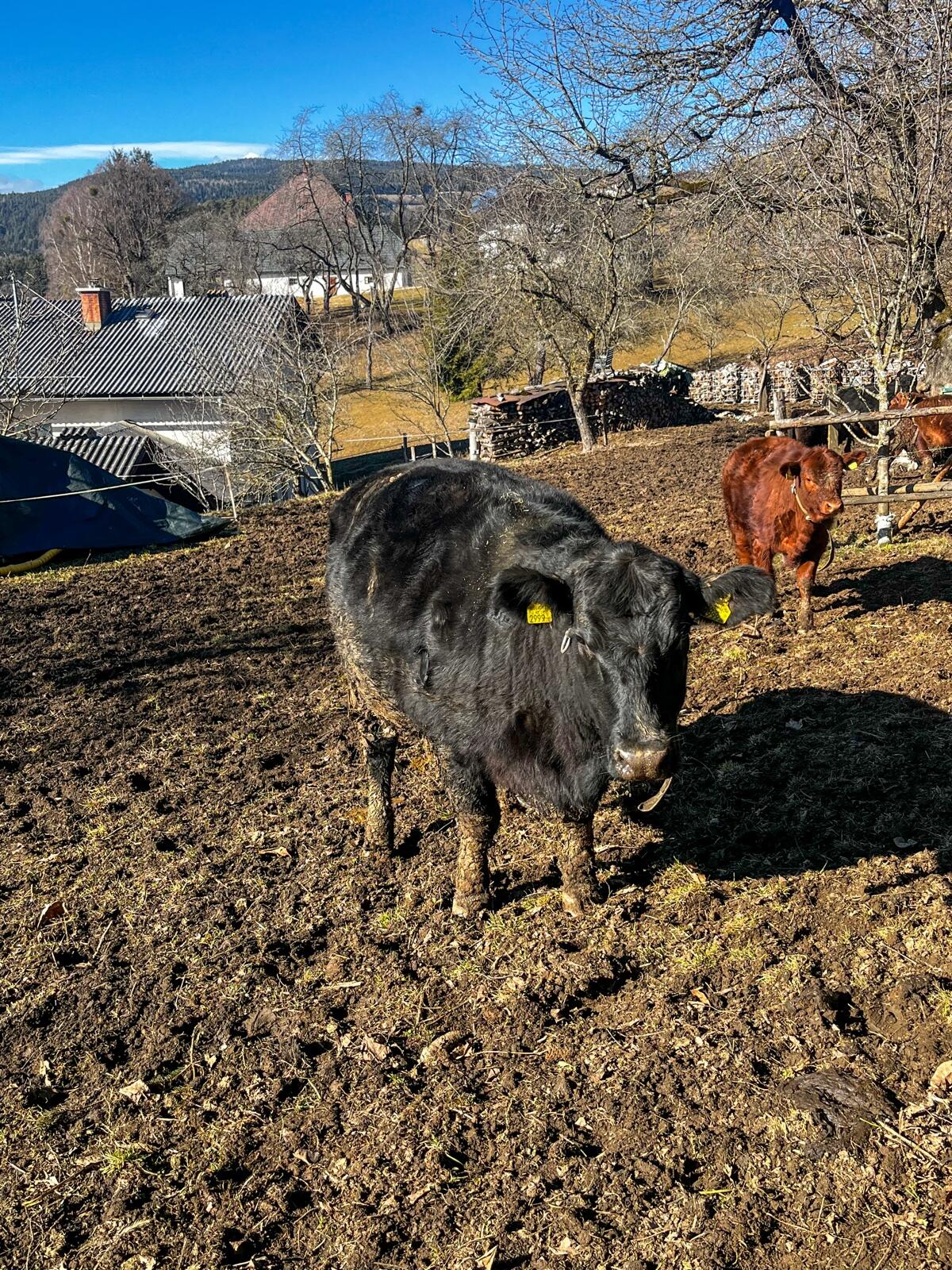 Trächtige Angus-Jungkuh, Erstlingskuh, Kalbinkuh, 1. Kalb 2