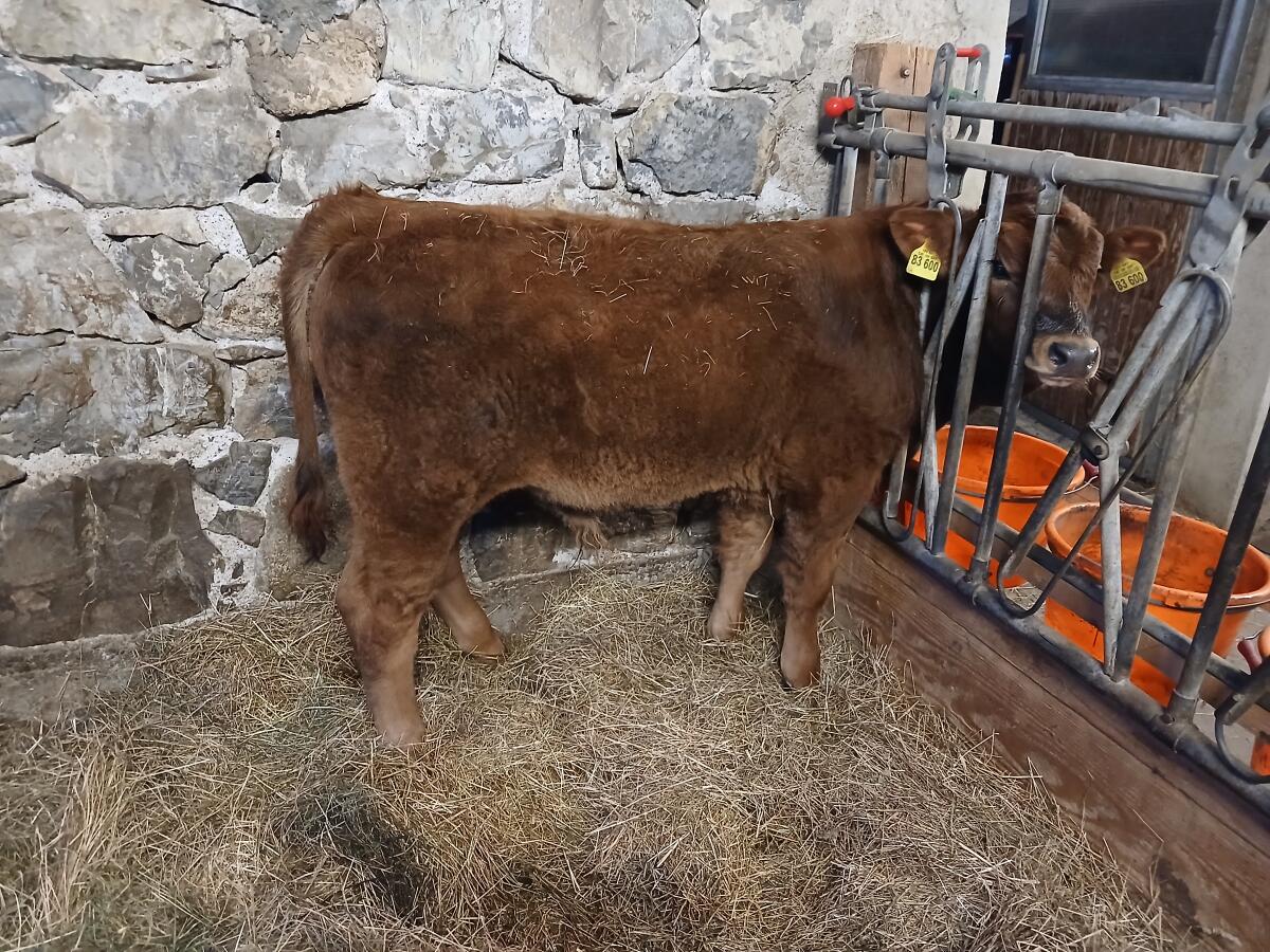 Murnau Werdenfelser Stier Absetzer 3