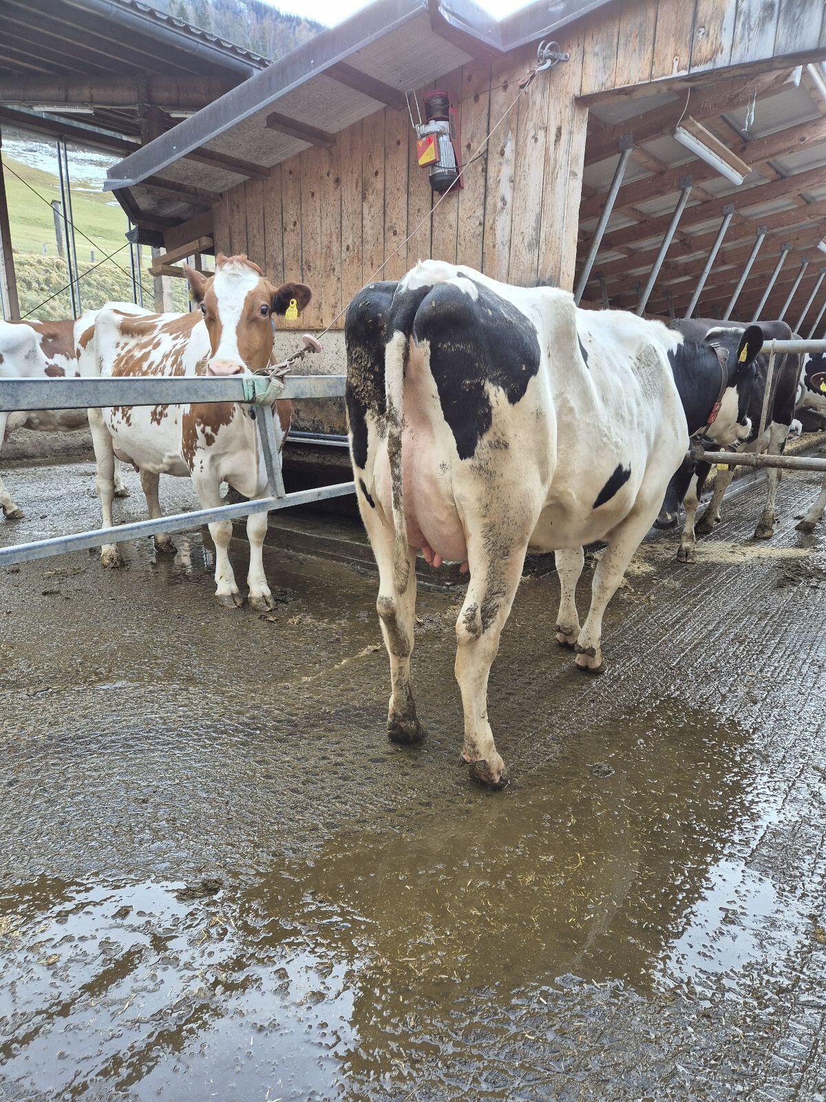 Frischlaktierende Holstein-Jungkuh 3