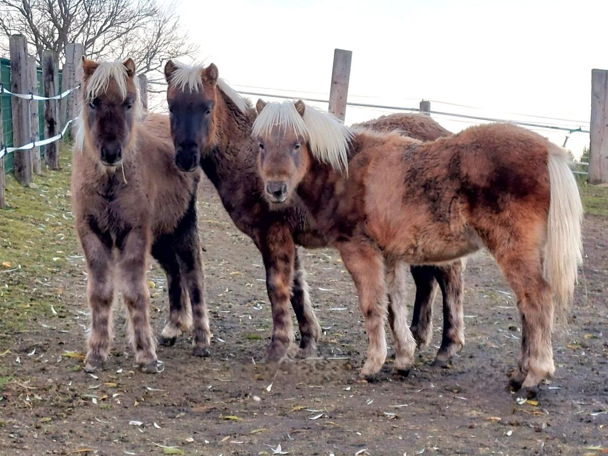 Deutsche Classic Ponys, geb. 2025 2