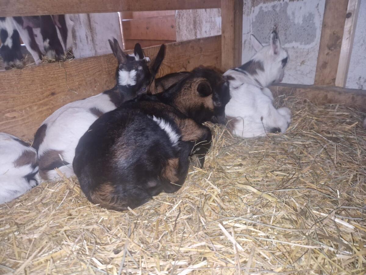 Tauernscheckenkitze 3