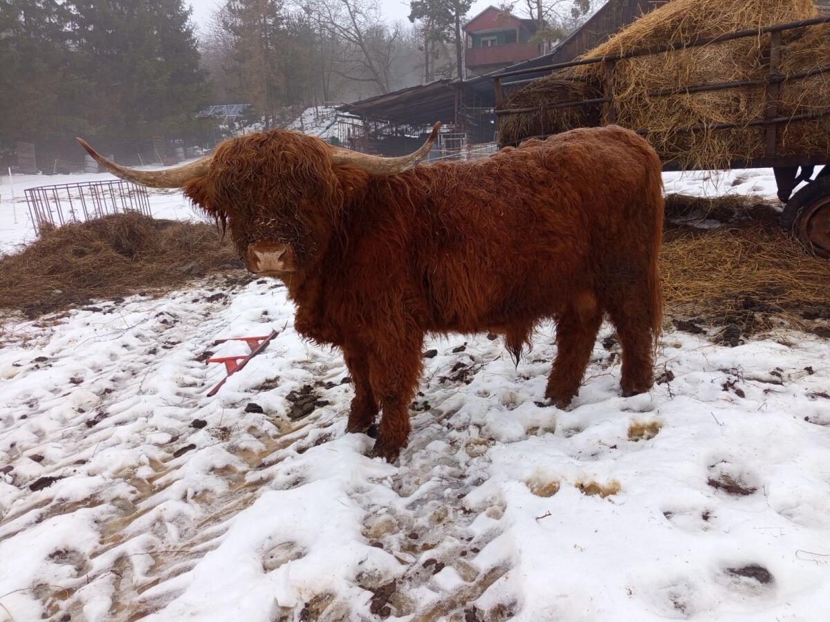 Bulle, Schottisches Hochlandrind, Highlander 2