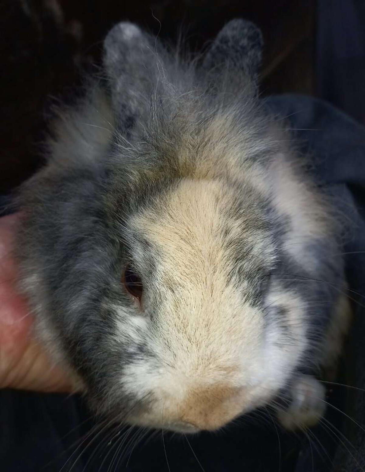 Löwenkopf Zwergkaninchen Männchen 2