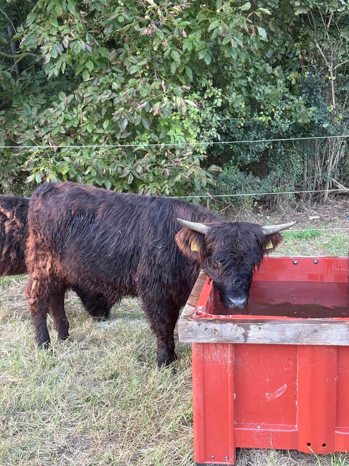Hochlandrinder Kühe/Kalbinnen 2