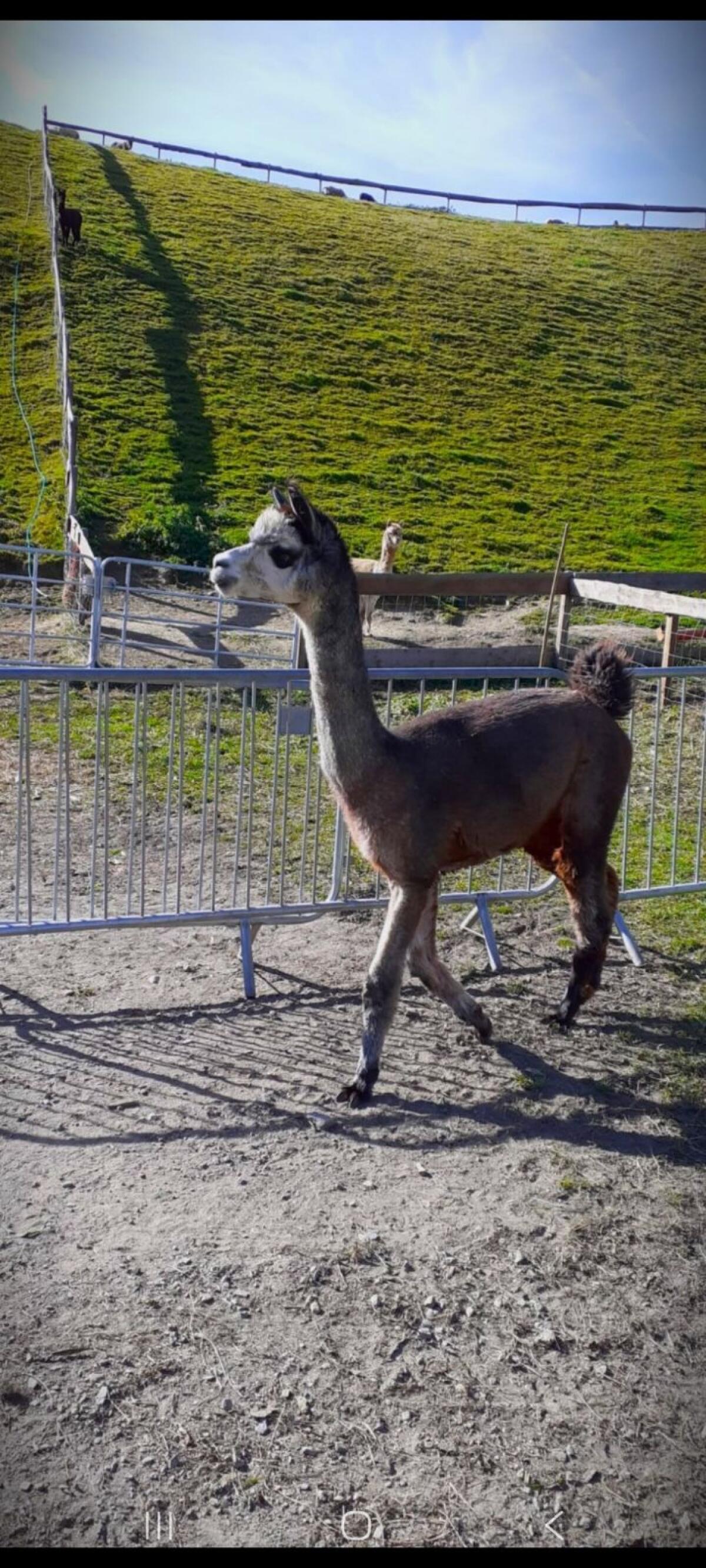 Alpakastute 3