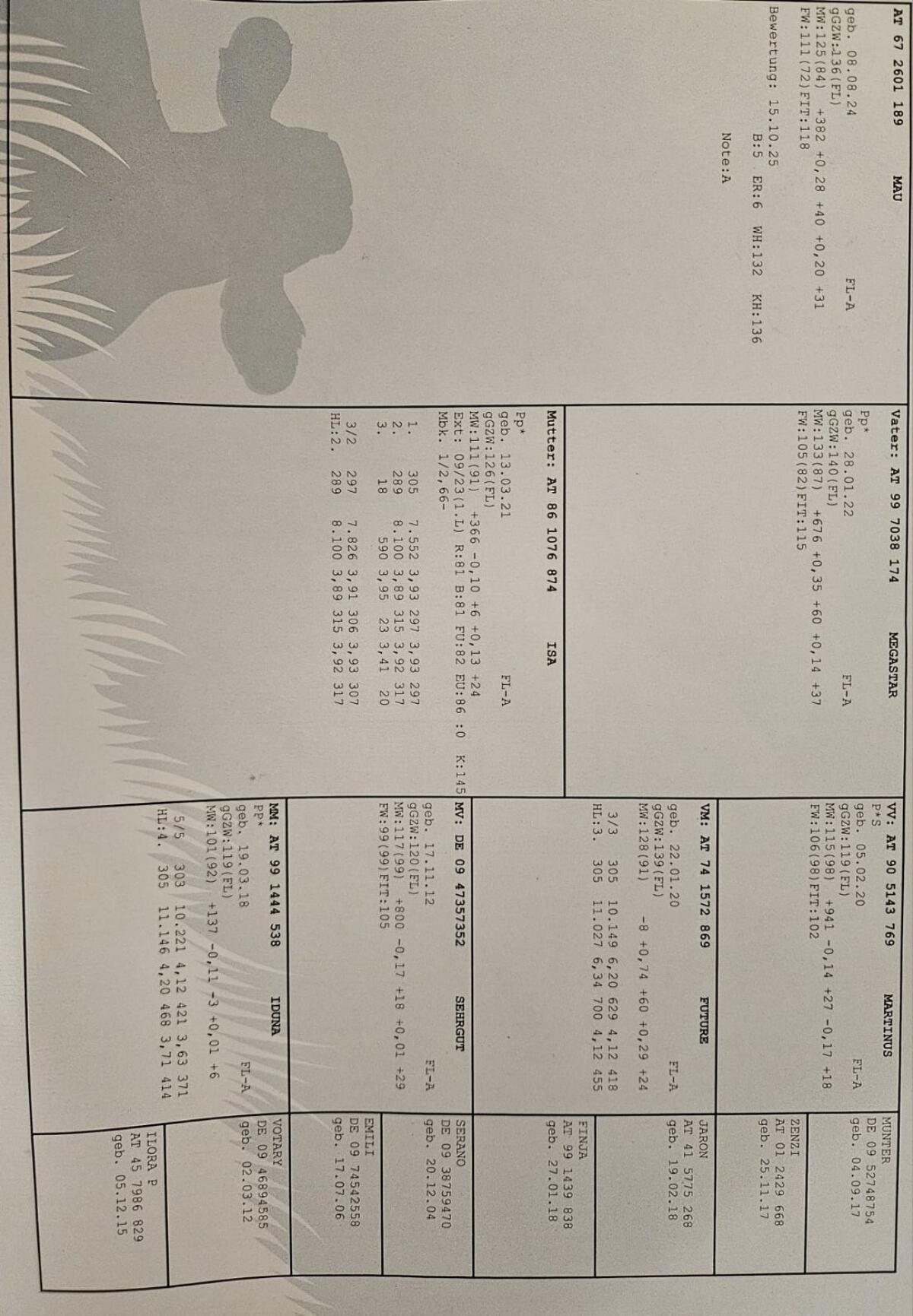 Fleckvieh Sprungstier 3