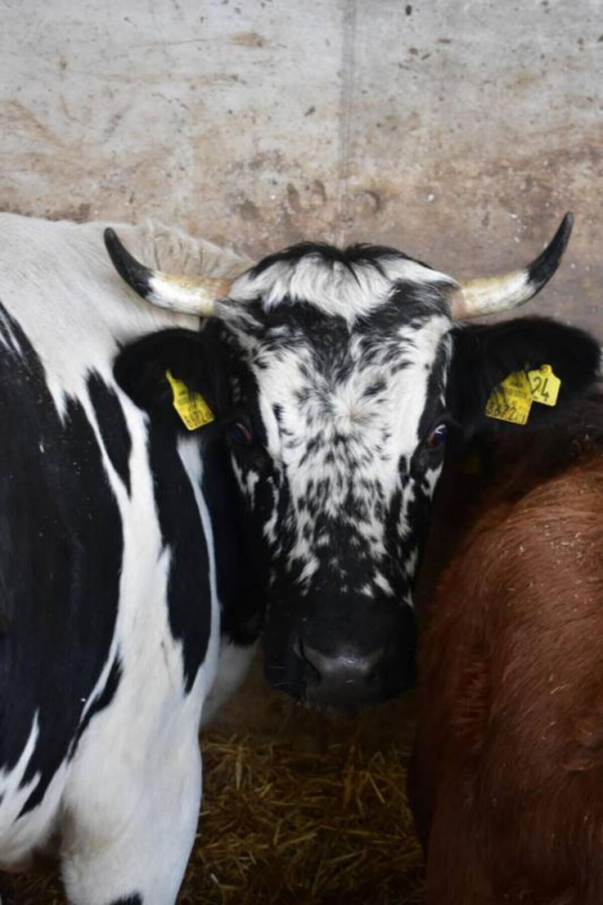 Pustertaler Sprinzen 3