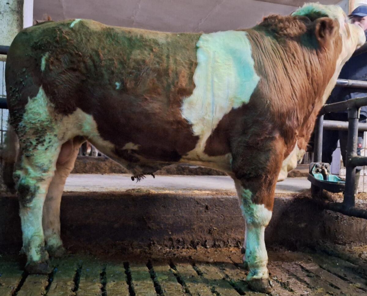 Verkaufe hornlose und gehörnte Fleckviehzuchtstiere 2