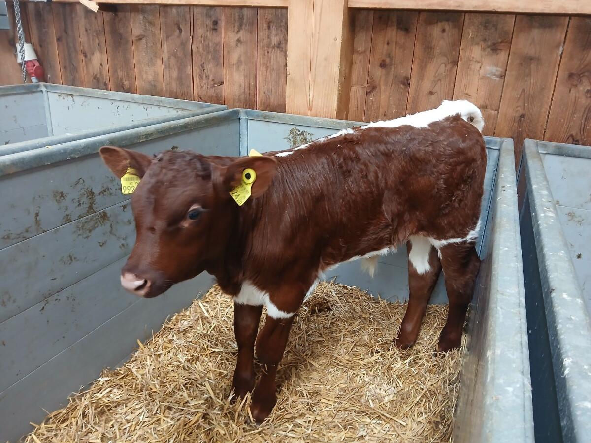 Original Pinzgauer Stierkälber BIO 2