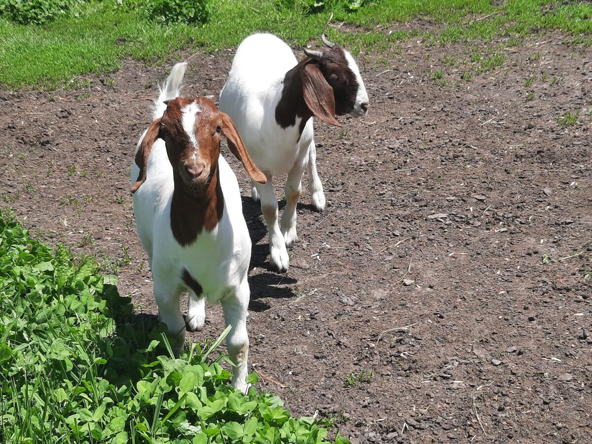 Très belle Chevrette Boer pur sang 3