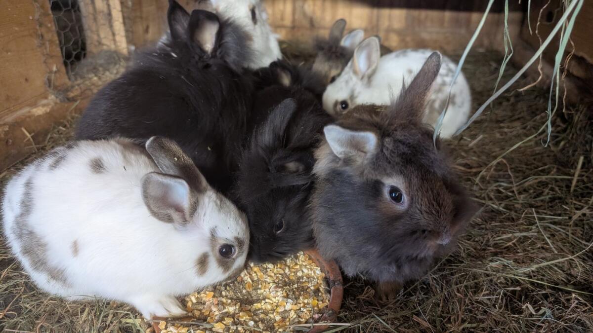 Zwergkaninchen in allen Farben laufend zu verkaufen 3