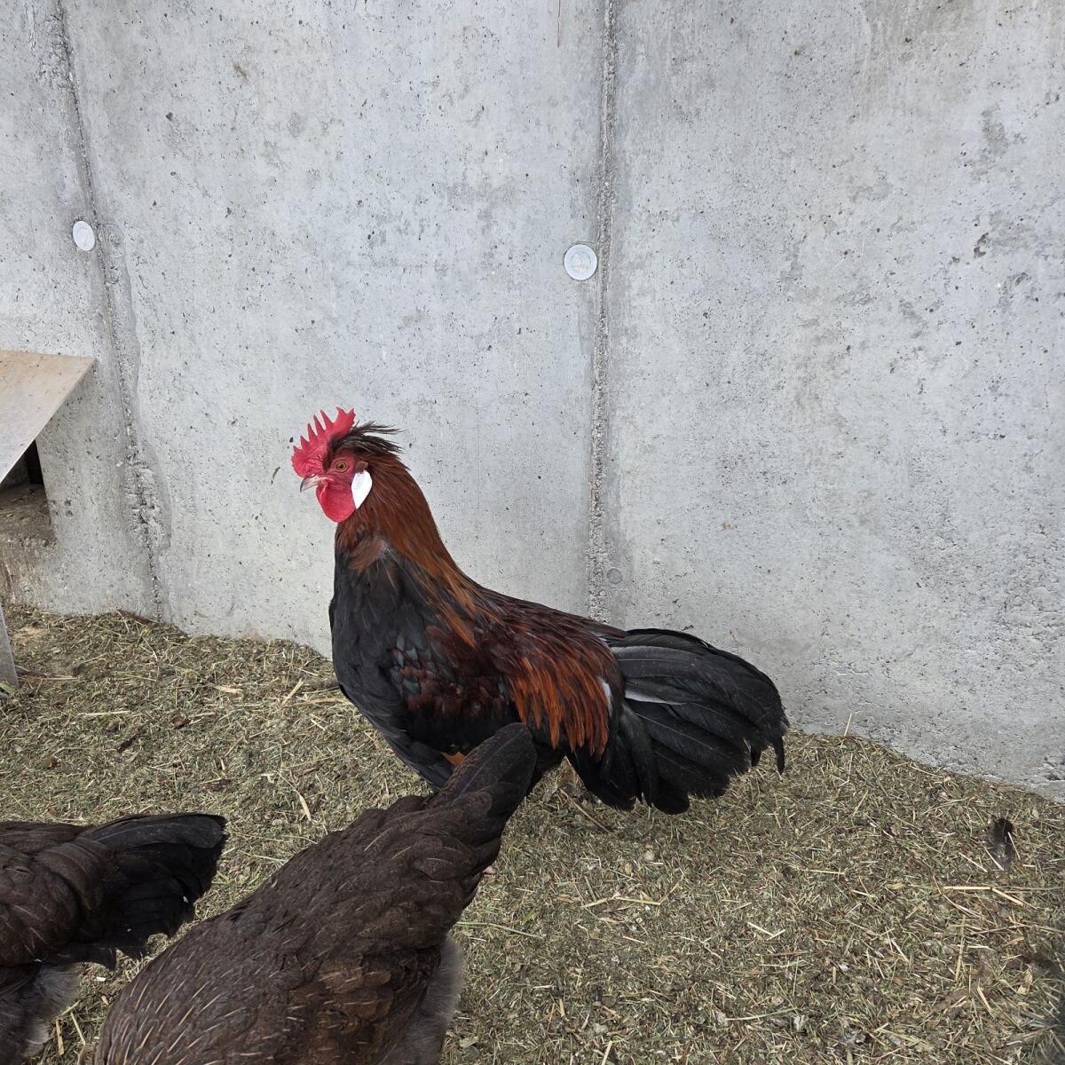 2× Altsteirer Jung-Hahn 3