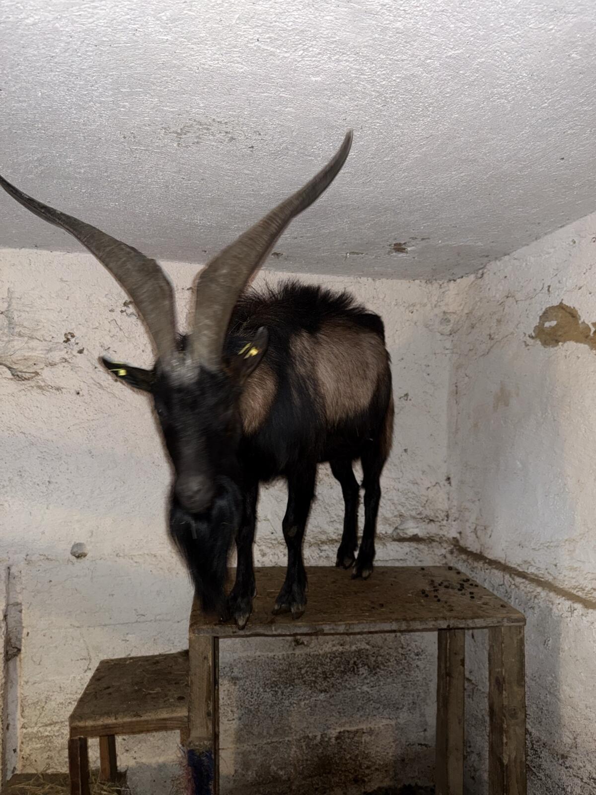 Aosta Ziegenbock Mischling 3