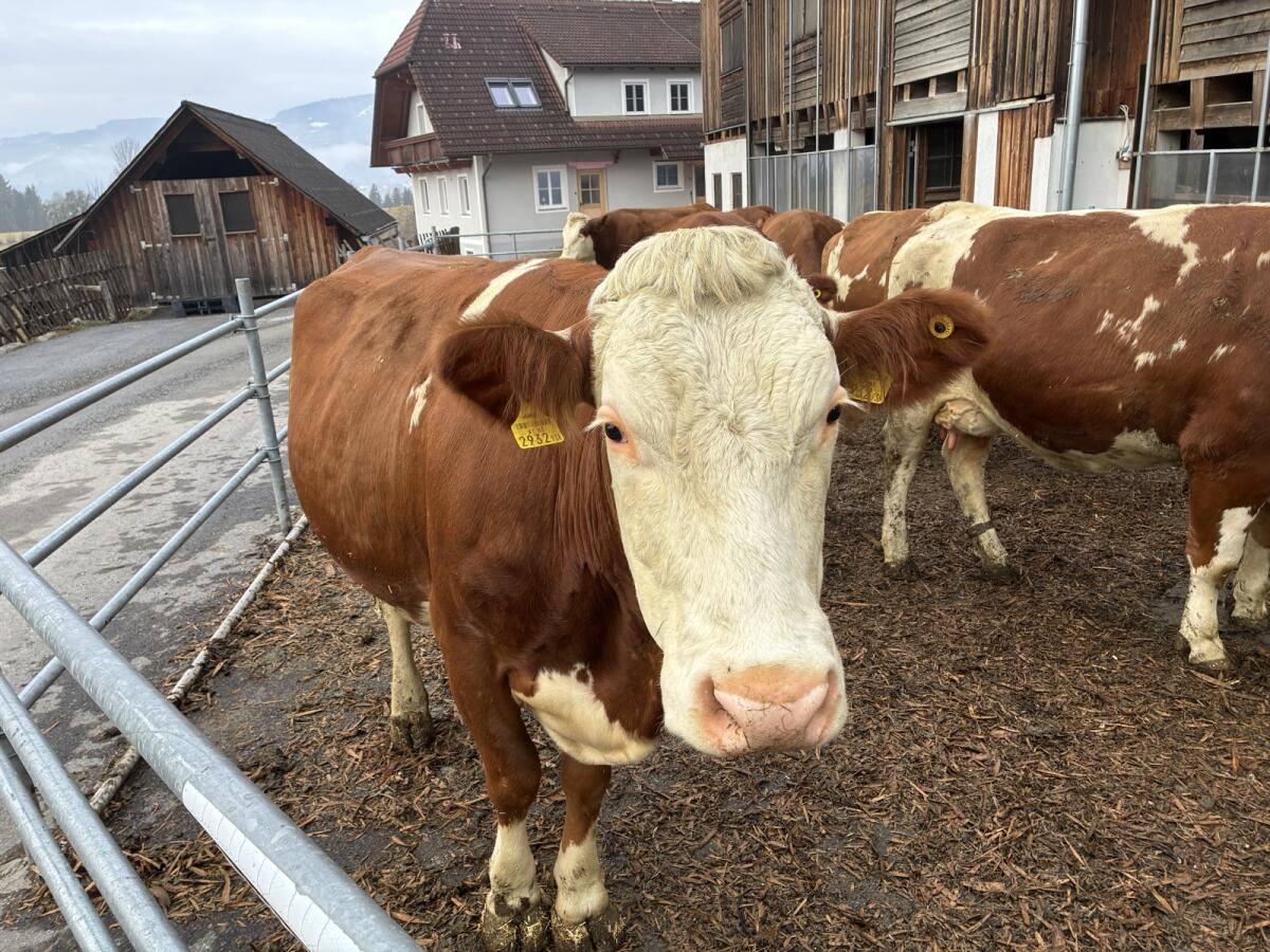 BIO Milchkuh zu verkaufen 3