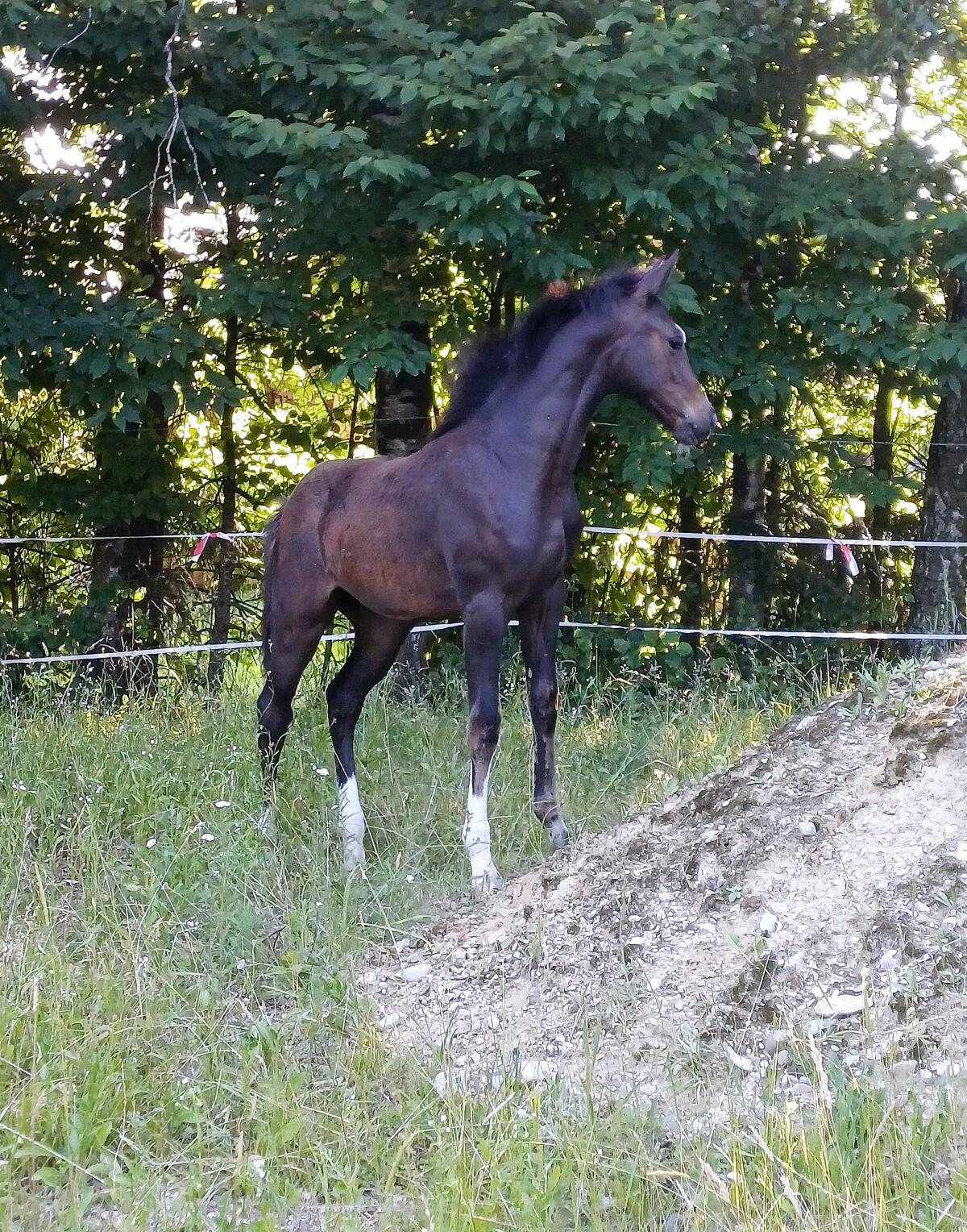 Bildhübsches Stutfohlen 3