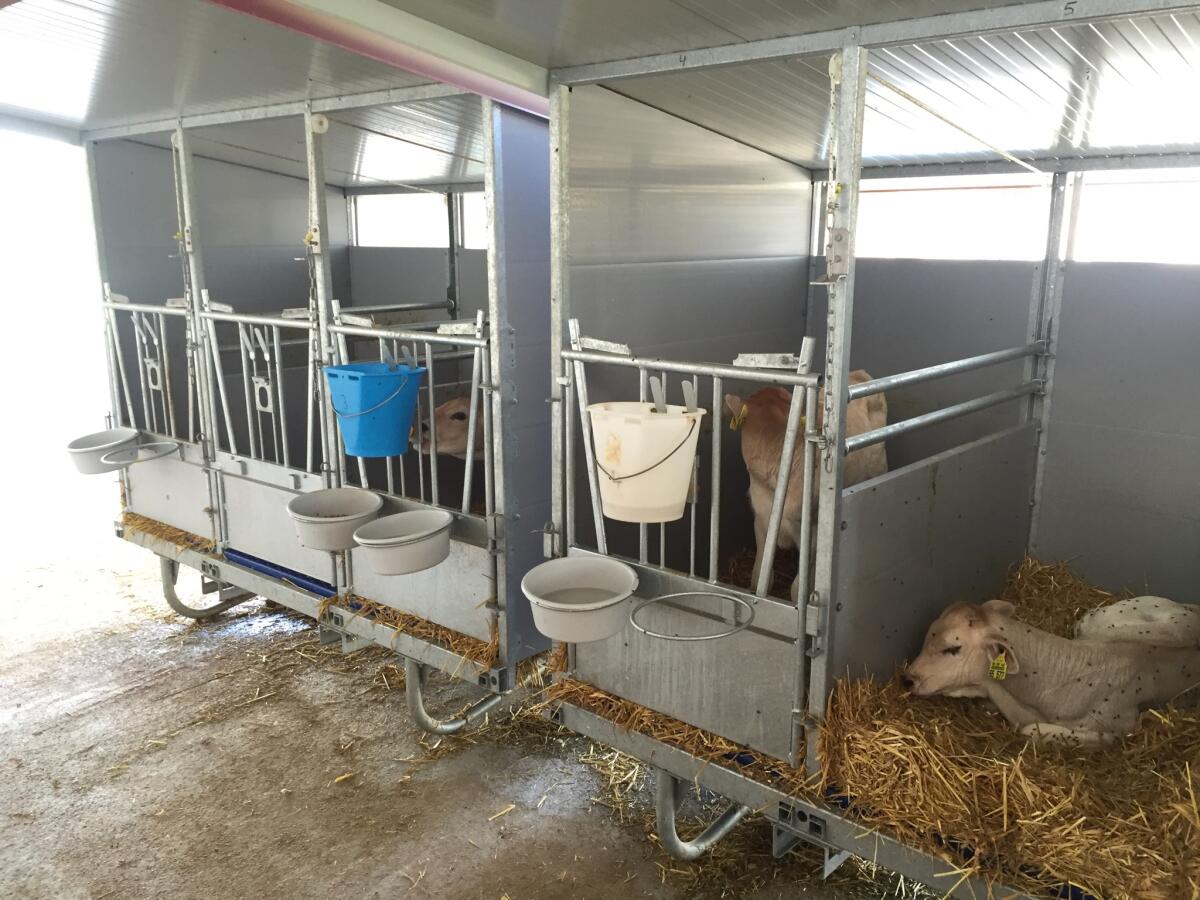 Zimmermann Stalltechnik Kälbergalerie 2