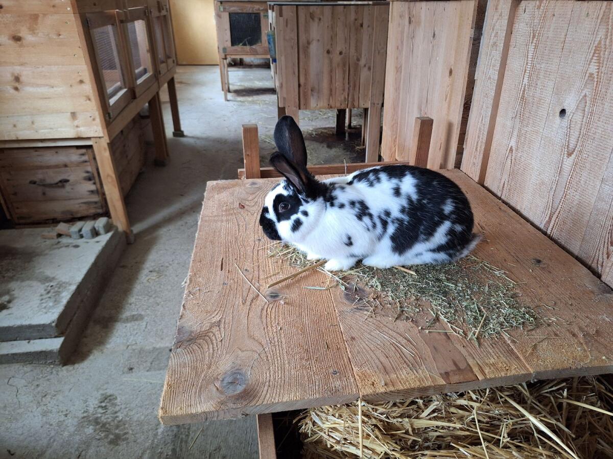 Verkaufe Kaninchen Rammler 2