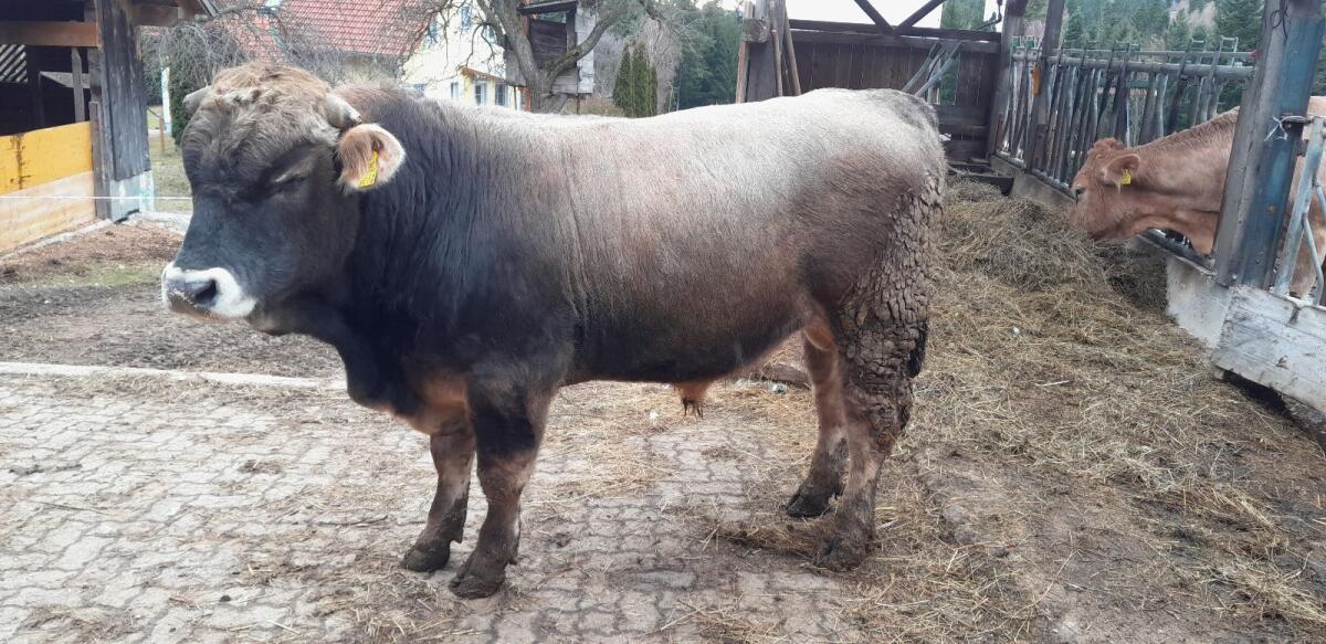 Murbodner Zuchtstier 2