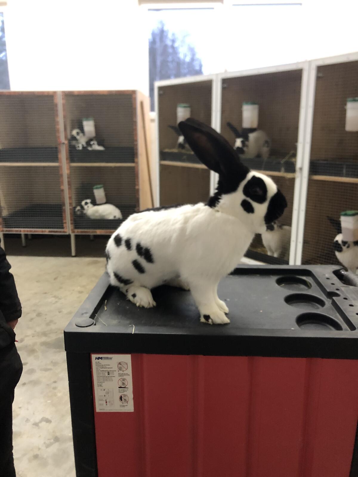 Deutsche Riesenschecken 2