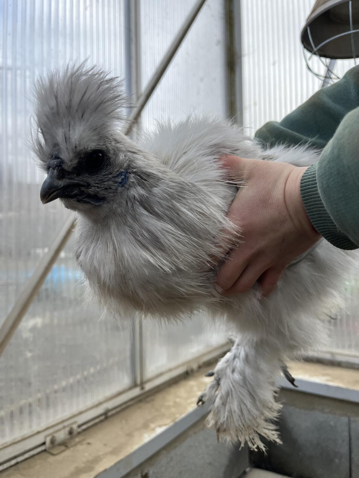 Seidenhuhn, Seidenhähne zu verschenken 3