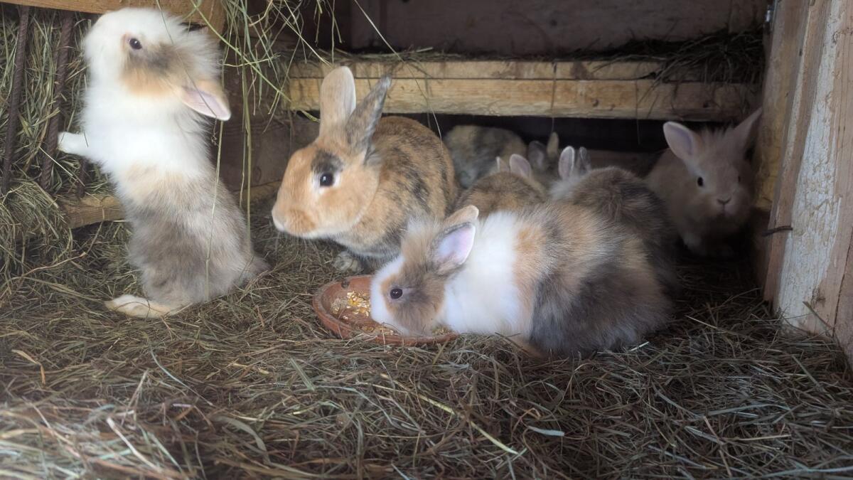 Löwenkopf-Zwergkaninchen in allen Farben 3