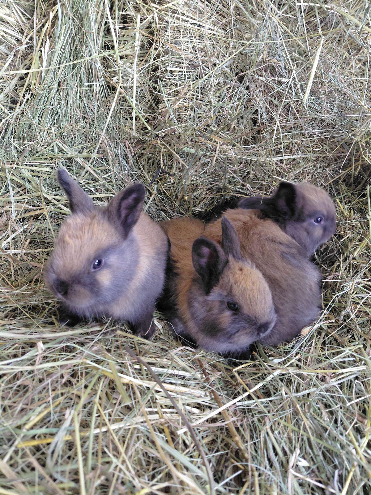Thüringer Kaninchen 2
