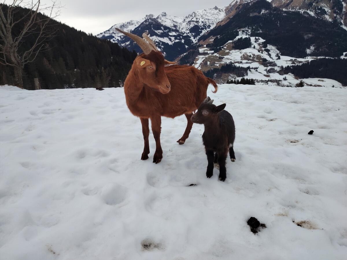 Aosterziege mit männlichem Kitz 2