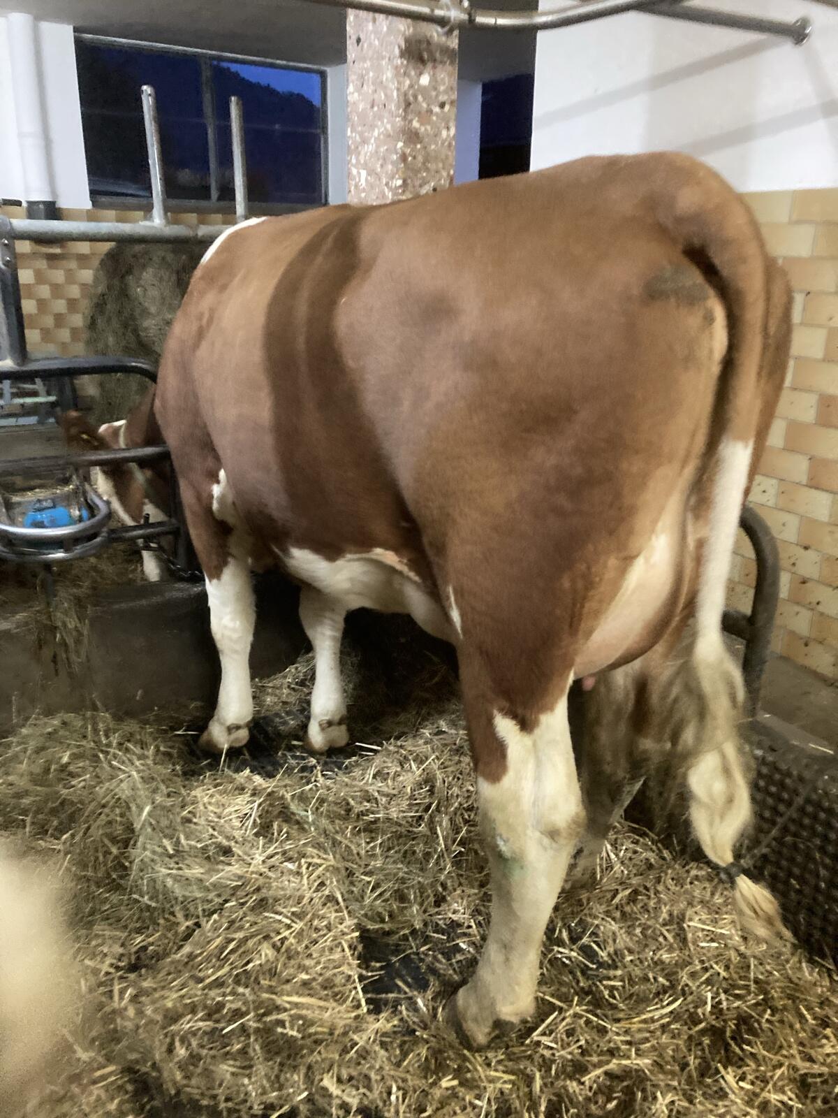 Verkaufe Erstlingskühe mit bester Abstammung 3