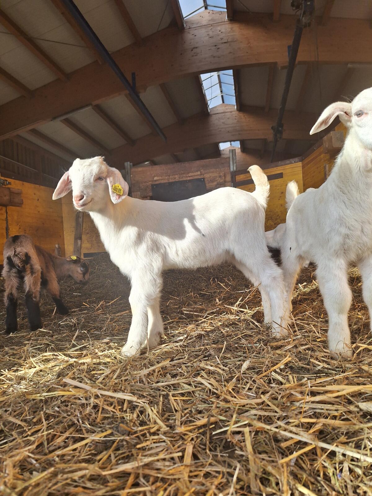 Saane x Anglo Nubier Ziegenkitzböcke 2