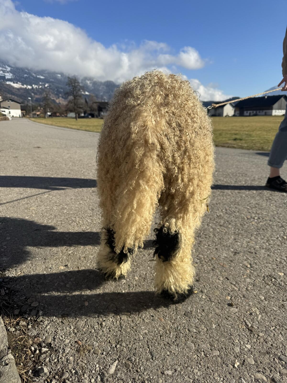 Walliser Schwarznasen Bock-Lamm 2