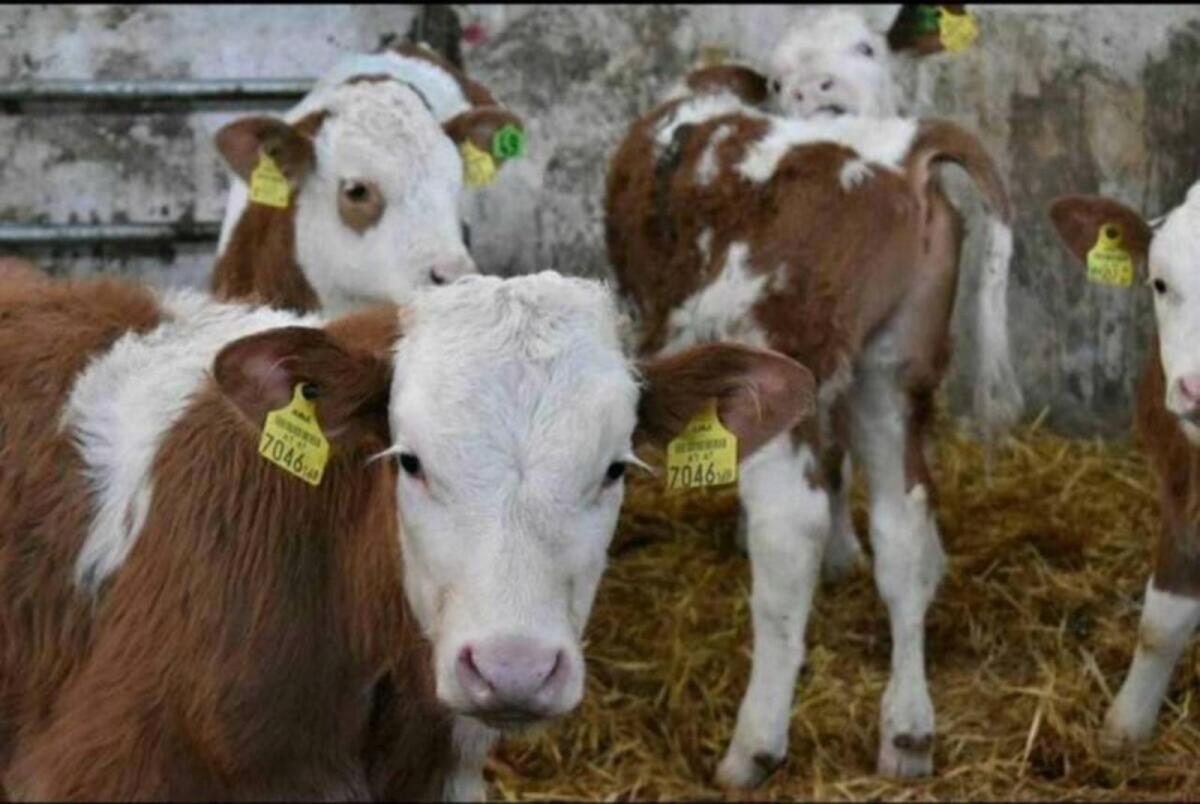 Einsteller, Fresser, Ochsen 2