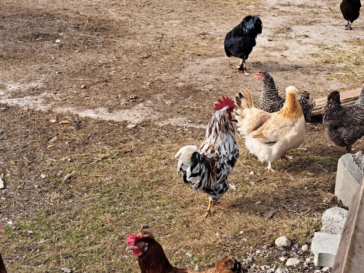 Schwedischer Blumenhahn zu verkaufen 3