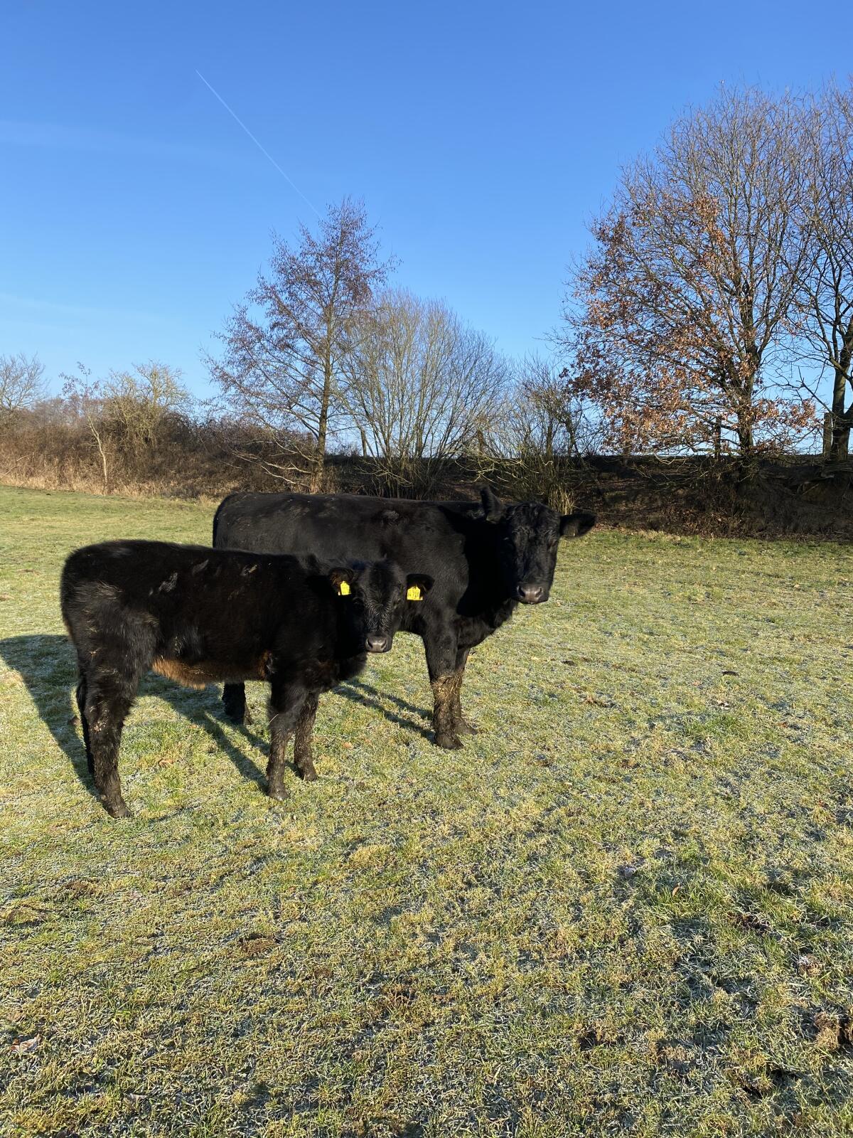 Angus Kuh mit Kuhkalb 2