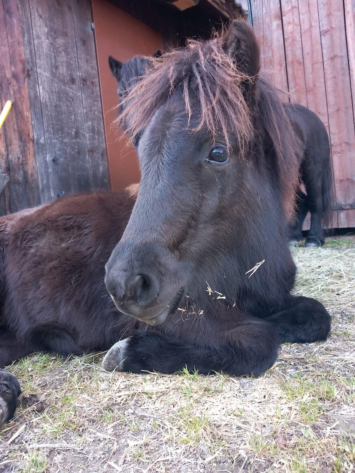 Shetty Hengst Winnetou 2