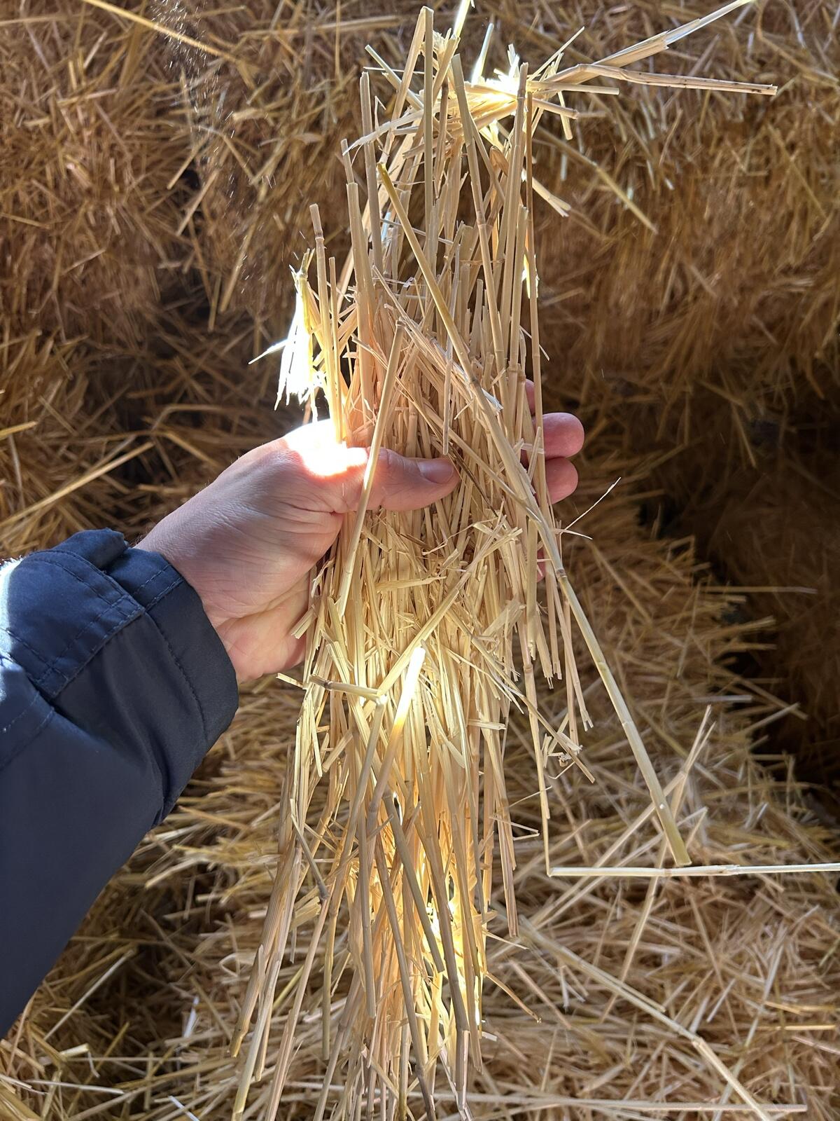 Stroh- Kleinballen Ernte 2025 3