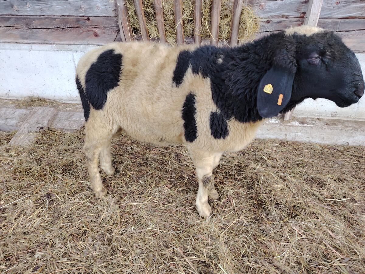 3 Gescheckte HB-Widder zu verkaufen! 2