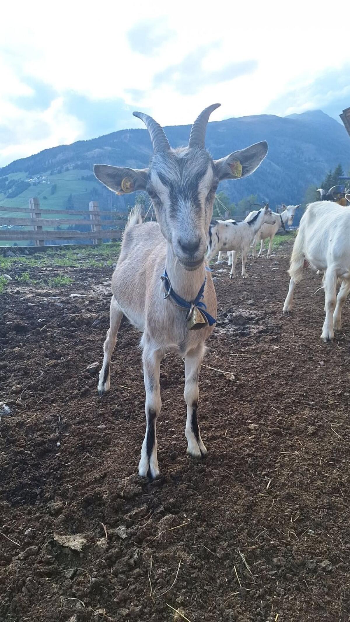 Ziege sucht neues Zuhause 2