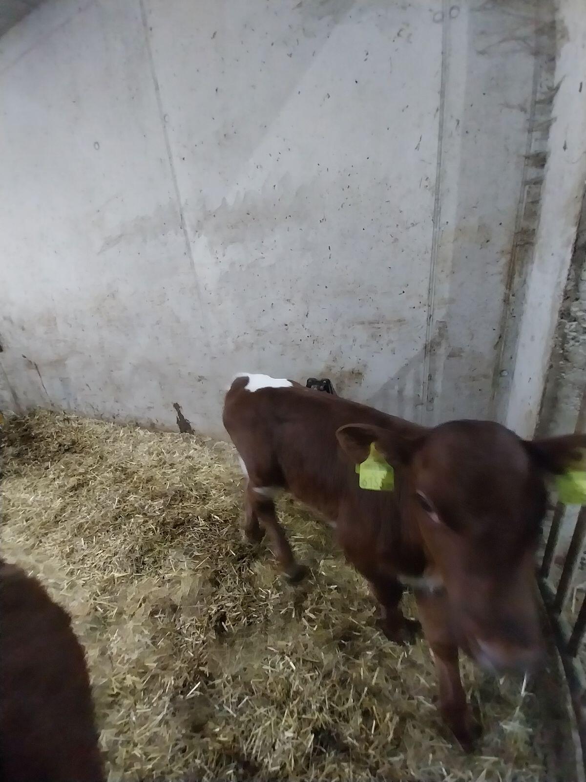 Stierkalb Pinzgauer/Rf 3