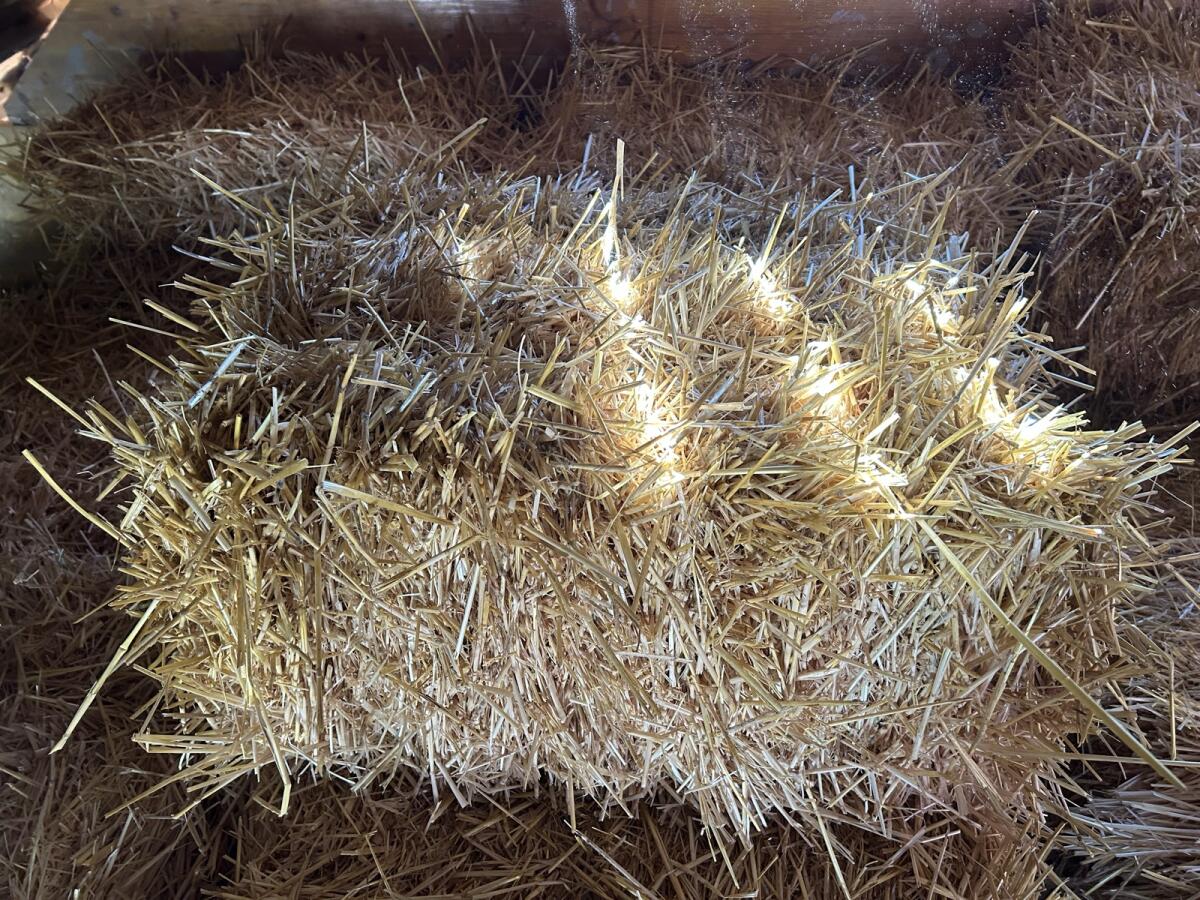 Stroh- Kleinballen Ernte 2025 2